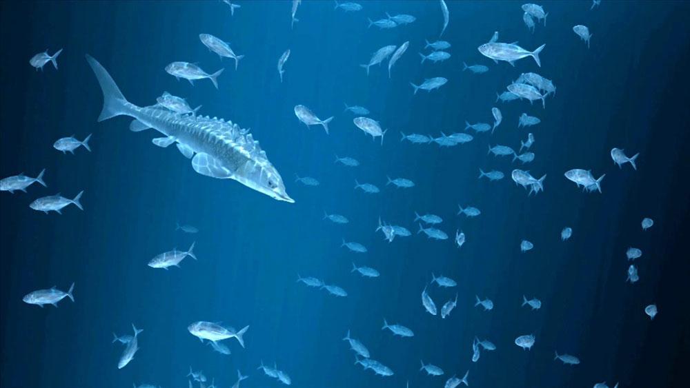 海洋元素化妝品品牌視頻包裝設(shè)計05